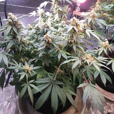 Black Sugar growlog photo: Before Ireland trip