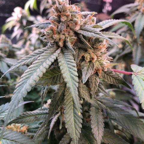 Black Sugar growlog photo: After Ireland trip 