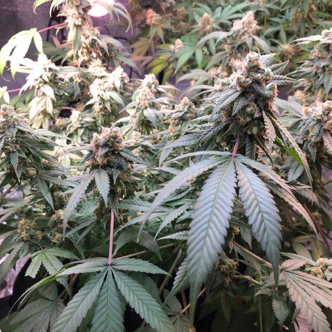 Black Sugar growlog photo: After Ireland trip 