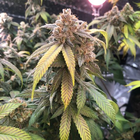 Black Sugar growlog photo: Leaves turning yellow 