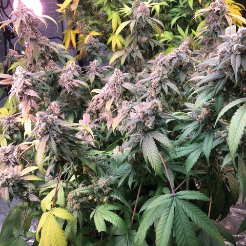 Black Sugar growlog photo: Leaves turning yellow 