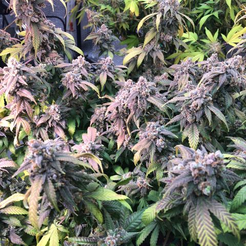 Black Sugar growlog photo: Seeing why she’s called black sugar 