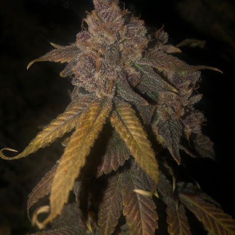 Black Sugar growlog photo: Before harvest