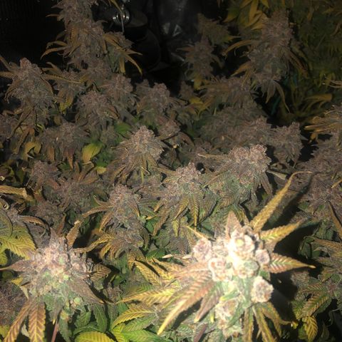 Black Sugar growlog timeline photo