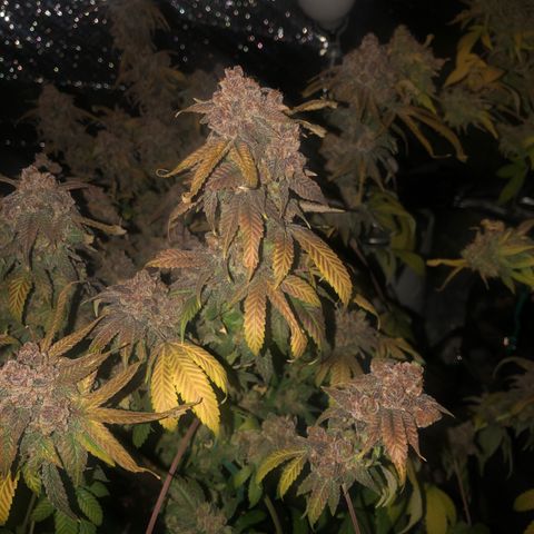 Black Sugar growlog photo: Before harvest