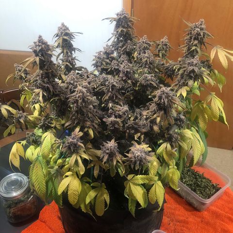 Black Sugar growlog timeline photo