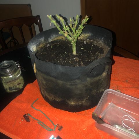 Black Sugar growlog timeline photo