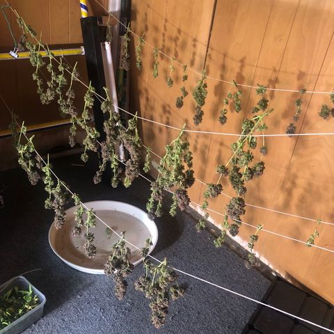 Black Sugar growlog timeline photo