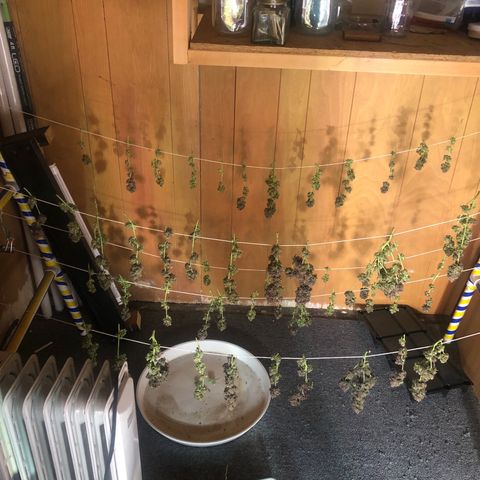 Black Sugar growlog timeline photo