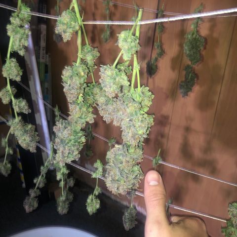 Black Sugar growlog timeline photo