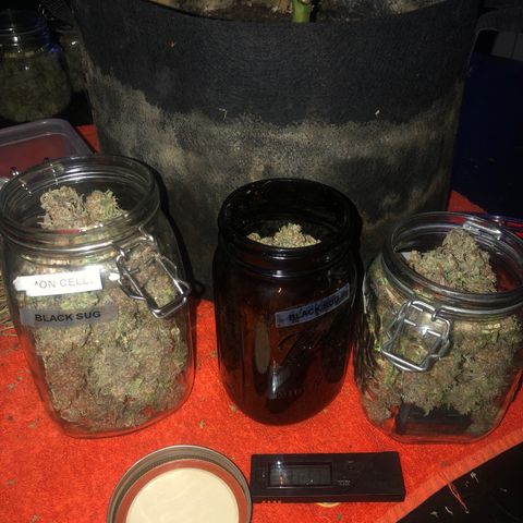 Black Sugar growlog photo: Three jars full