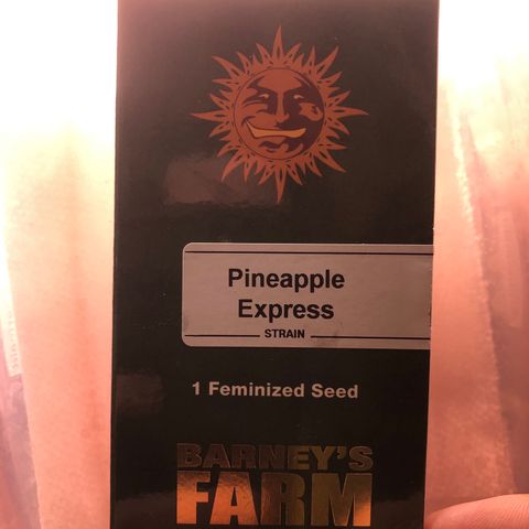 Pineapple Express growlog photo: Putting in soil today
