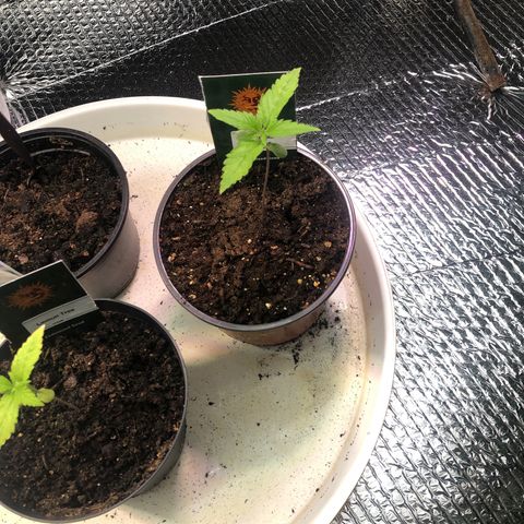 Pineapple Express growlog photo: Was bending over top heavy but has straitened up 