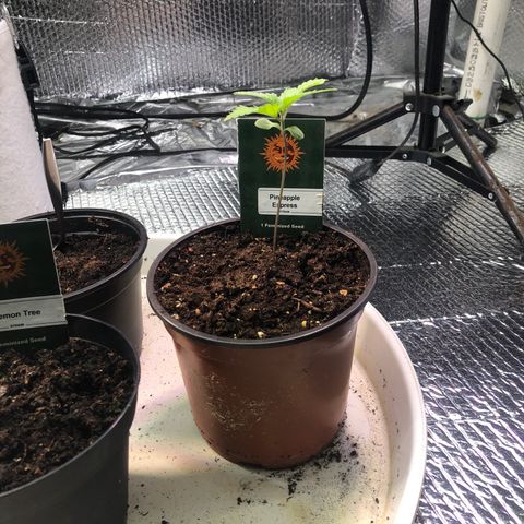 Pineapple Express growlog photo: Was bending over top heavy but has straitened up 