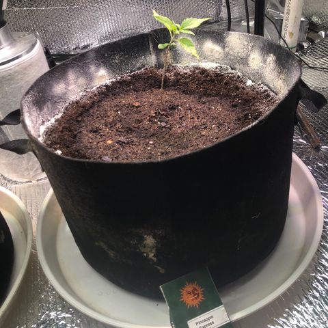 Pineapple Express growlog photo: Moved into the 10 g pot 