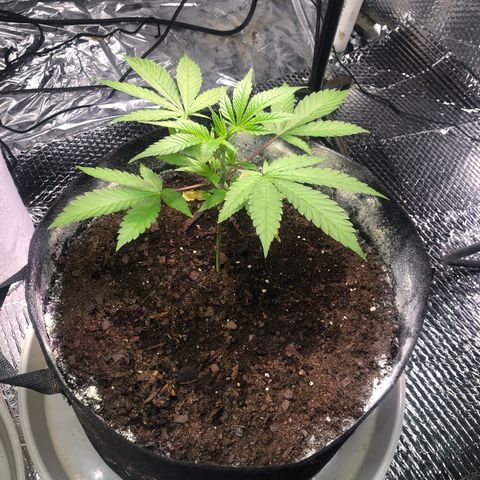 Pineapple Express growlog photo: Before topping 