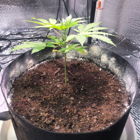 Pineapple Express growlog photo: Before topping 