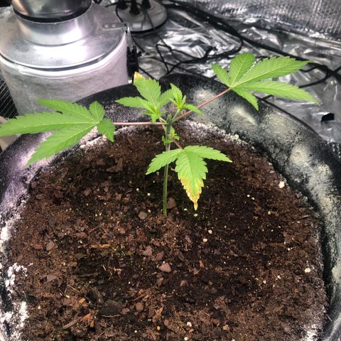 Pineapple Express growlog timeline photo