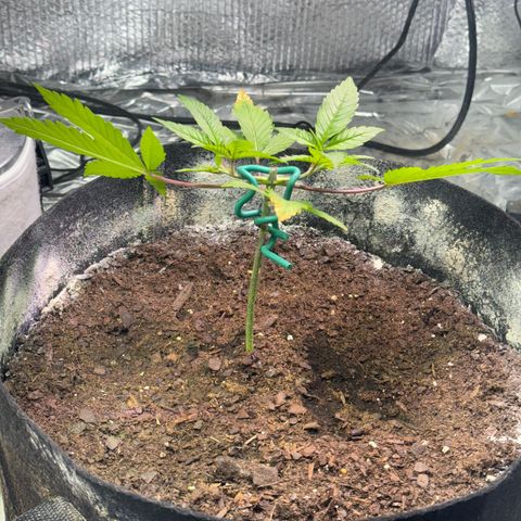 Pineapple Express growlog timeline photo
