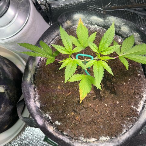 Pineapple Express growlog timeline photo