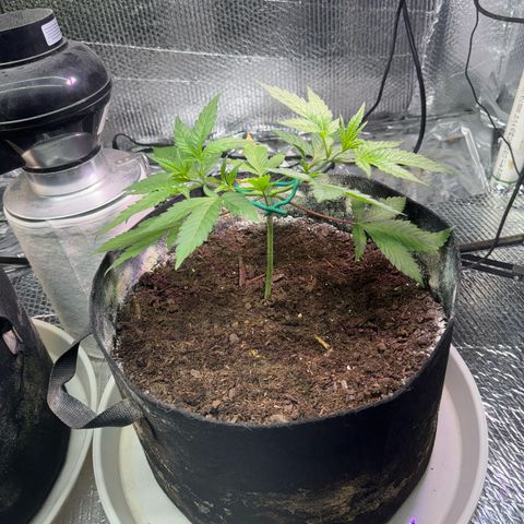 Pineapple Express growlog photo: Before second topping 