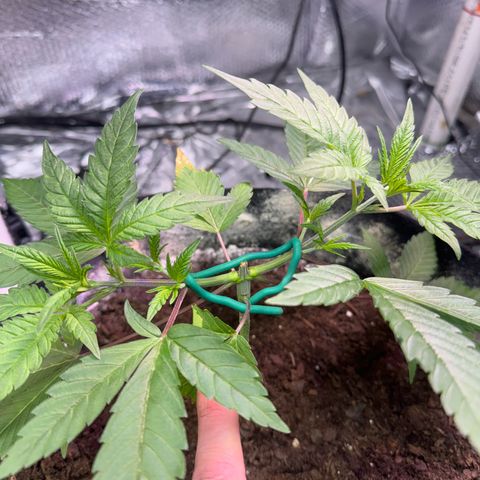 Pineapple Express growlog photo: Before second topping 