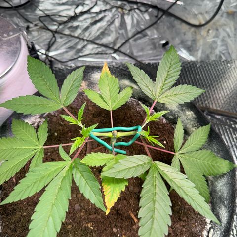Pineapple Express growlog photo: After topping 