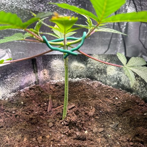 Pineapple Express growlog photo: After topping 