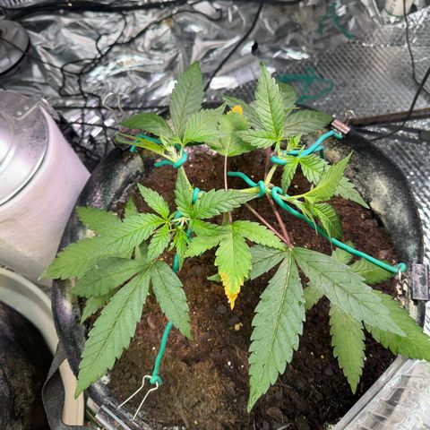 Pineapple Express growlog timeline photo