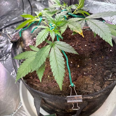 Pineapple Express growlog timeline photo