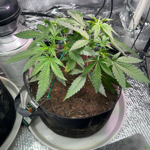 Pineapple Express growlog timeline photo