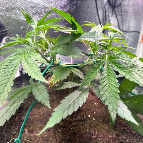 Pineapple Express growlog timeline photo
