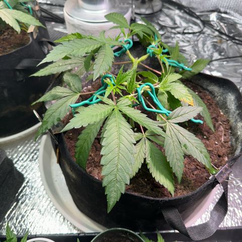 Pineapple Express growlog timeline photo