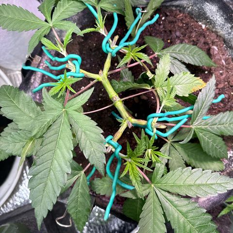 Pineapple Express growlog timeline photo