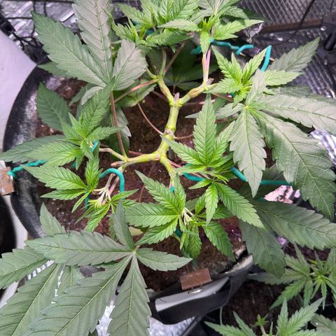 Pineapple Express growlog photo: Probably should have waited a few more days 