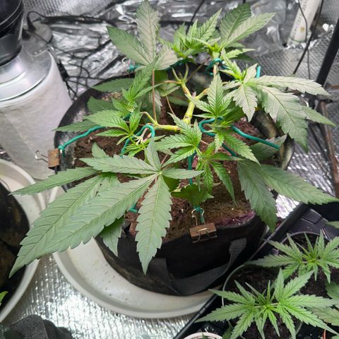 Pineapple Express growlog photo: Probably should have waited a few more days 