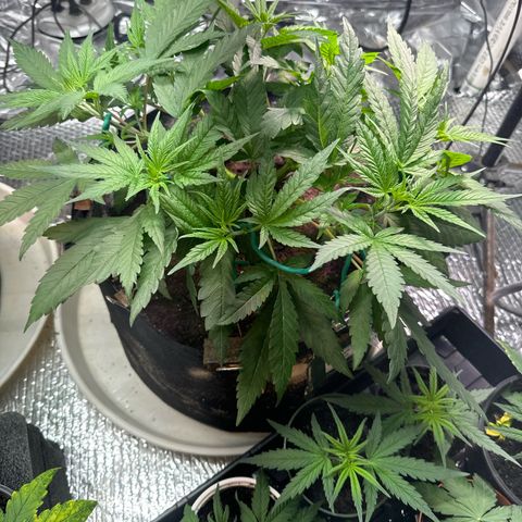 Pineapple Express growlog photo: Getting bushy. Need to take some leaves off 