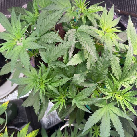 Pineapple Express growlog photo: Getting bushy. Need to take some leaves off 