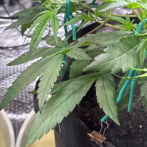 Pineapple Express growlog photo: Also watered with fish tank water 