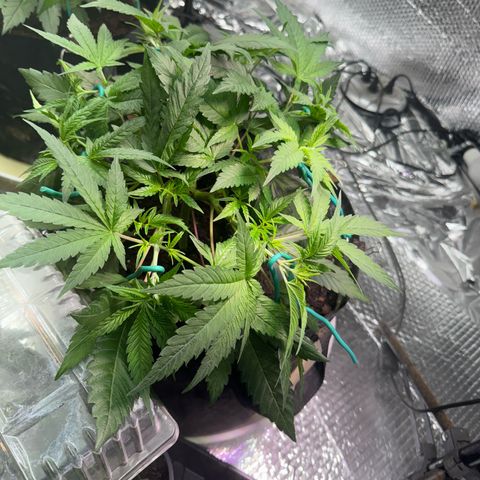 Pineapple Express growlog photo: Also watered with fish tank water 
