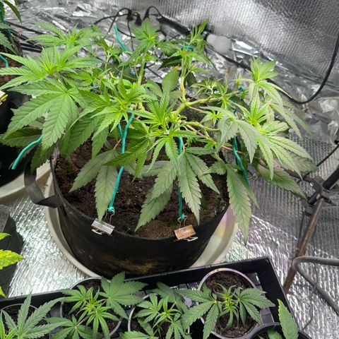 Pineapple Express growlog timeline photo