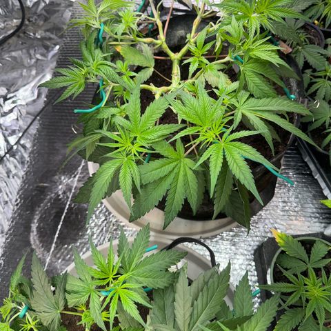 Pineapple Express growlog timeline photo