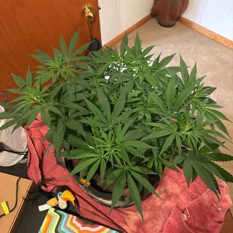 Pineapple Express growlog timeline photo