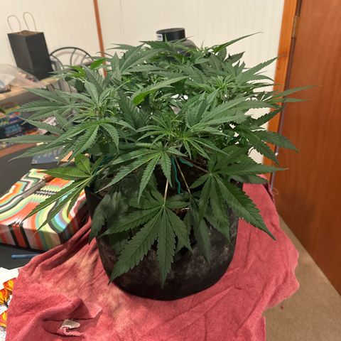 Pineapple Express growlog timeline photo