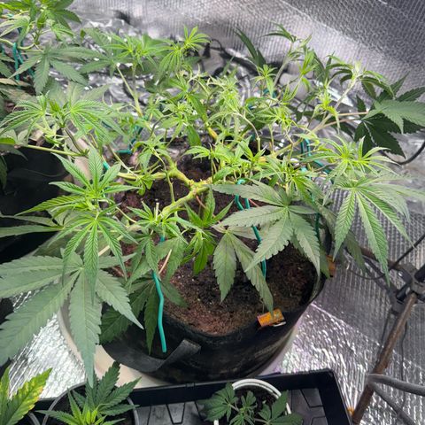 Pineapple Express growlog photo: Heavy defoliation 