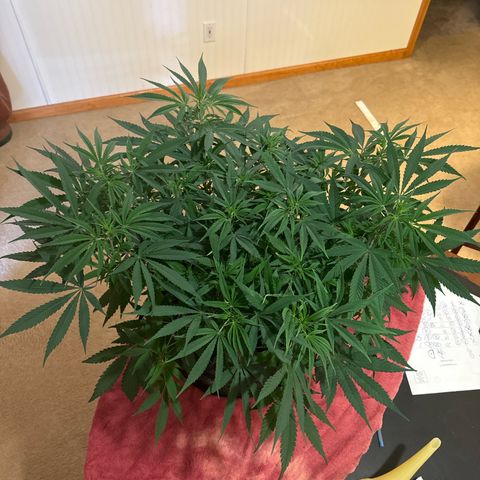 Pineapple Express growlog timeline photo
