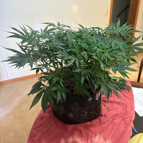 Pineapple Express growlog timeline photo