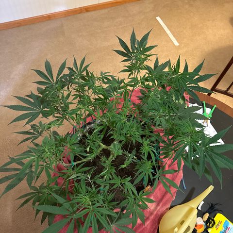 Pineapple Express growlog timeline photo
