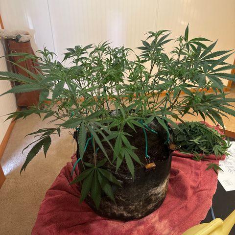 Pineapple Express growlog timeline photo