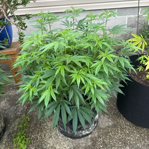 Pineapple Express growlog photo: Hardening off pretty well but worried I see pre flowering 